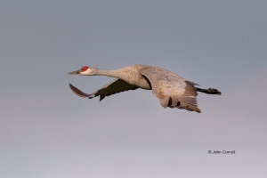 Crane;Flying-Bird;Grus-canadensis;One;Photography;Sandhill-Crane;action;active;a